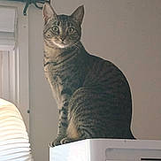 Lilo joined the competition — help win amazing prizes! alert, animal, appliance, brown_fur, cat, doorway, ears, eyes, funny_pose, gray_fur, home, indoors, lamp, pet, portrait, short_hair, sitting, striped_fur, tabby_cat, whiskers