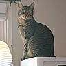alert, animal, appliance, brown_fur, cat, doorway, ears, eyes, funny_pose, gray_fur, home, indoors, lamp, pet, portrait, short_hair, sitting, striped_fur, tabby_cat, whiskers