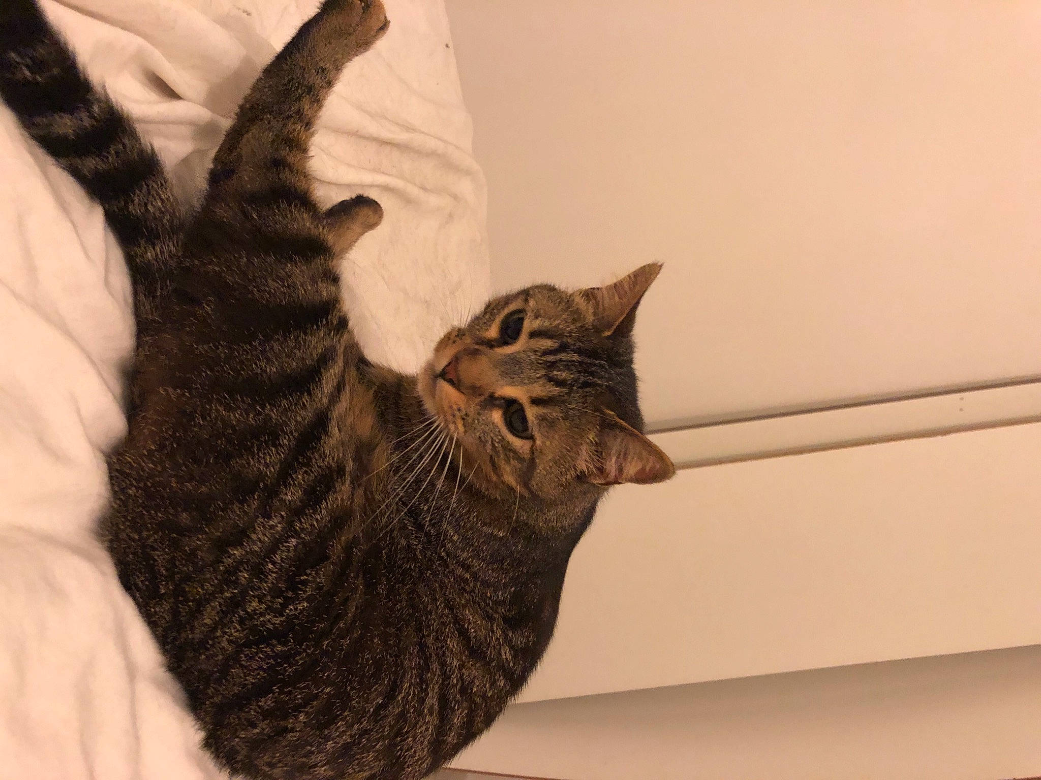 Mimine participe au concours pour gagner de l'argent avec cette photo : carnivore, cat, domestic_short_haired_cat, felidae, fur, linens, small_to_medium_sized_cats, snout, tail, vertebrate, whiskers