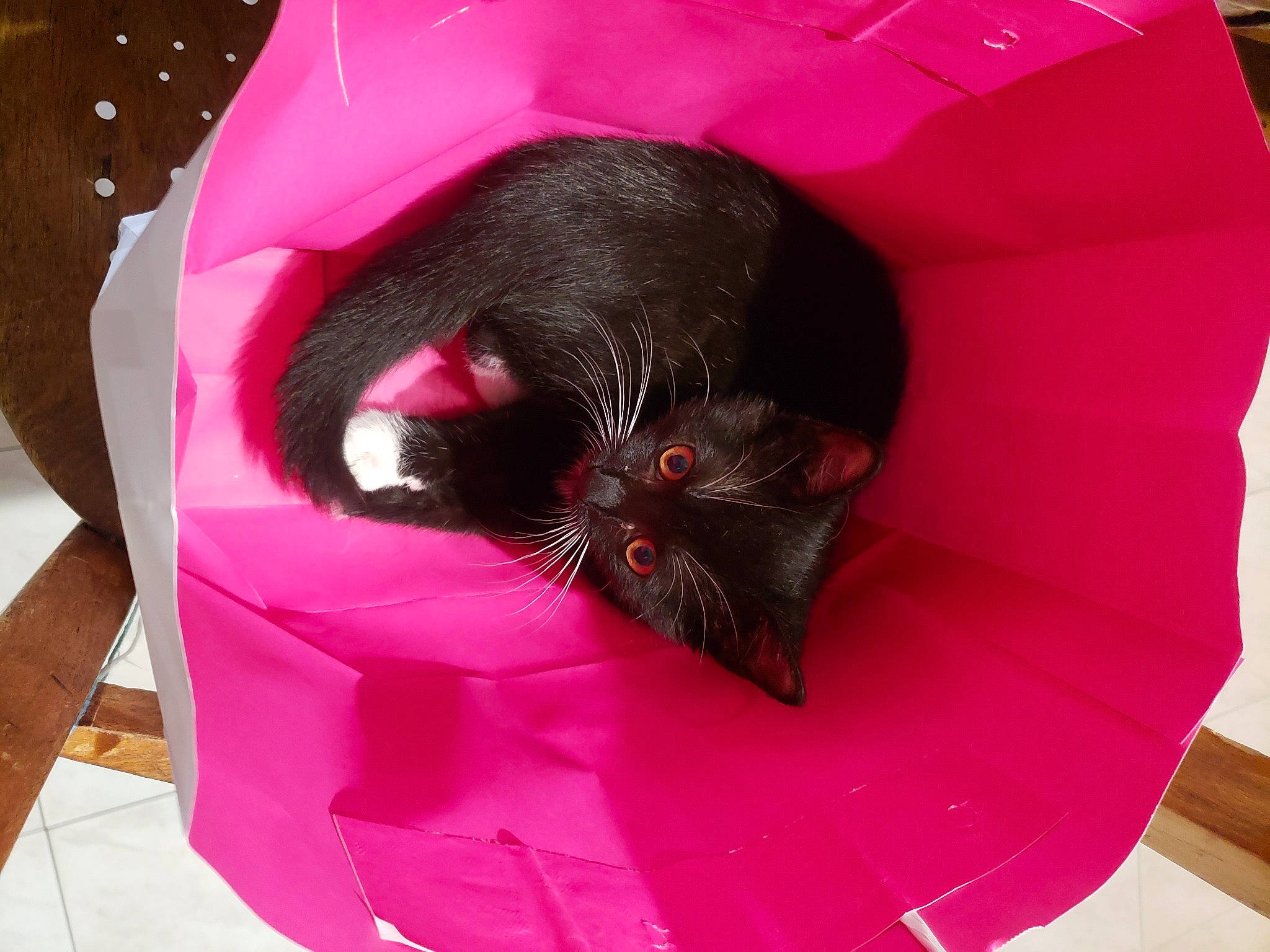 Bidule a rejoint le concours — aidez-le/la à gagner de superbes lots ! carmine, carnivore, cat, cat_bed, cat_supply, comfort, fashion_accessory, felidae, fur, liver, magenta, paper_product, pet_supply, pink, purple, small_to_medium_sized_cats, snout, whiskers