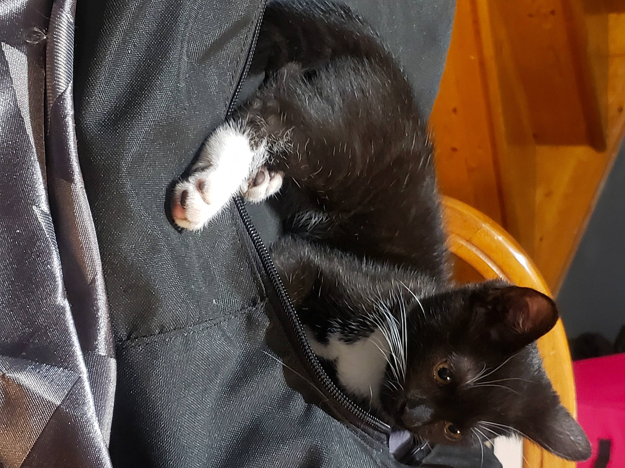 Bidule participe au concours pour gagner de l'argent avec cette photo : black_cat, bombay, carnivore, cat, claw, comfort, domestic_short_haired_cat, felidae, fur, mammal, mustelidae, paw, sleeve, small_to_medium_sized_cats, snout, tail, terrestrial_animal, whiskers