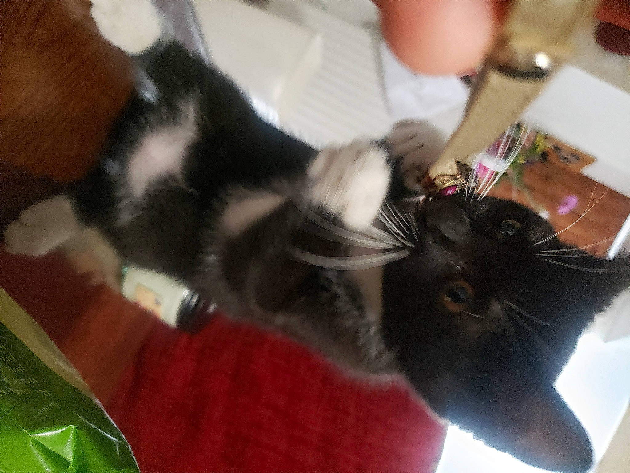 Bidule a rejoint le concours — aidez-le/la à gagner de superbes lots ! black_cat, carnivore, cat, claw, comfort, domestic_short_haired_cat, ear, felidae, fur, gesture, nail, paw, small_to_medium_sized_cats, tail, vertebrate, whiskers