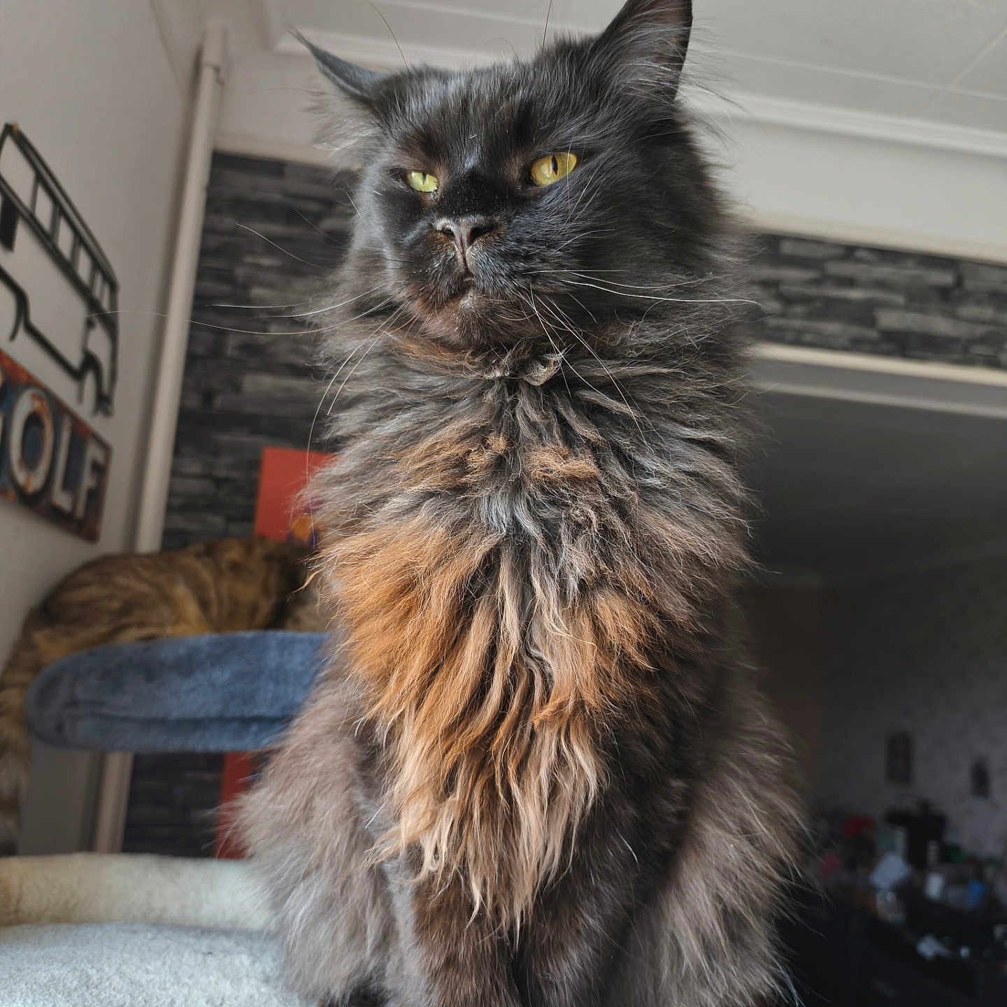 Triskel a rejoint le concours — aidez-le/la à gagner de superbes lots ! cat, cat_tree, close_up, cozy, curious, ears, feline, fluffy_fur, fur_texture, home_interior, indoor, long_hair, maine_coon, muzzle, pet, portrait, regal, sitting, whiskers, yellow_eyes