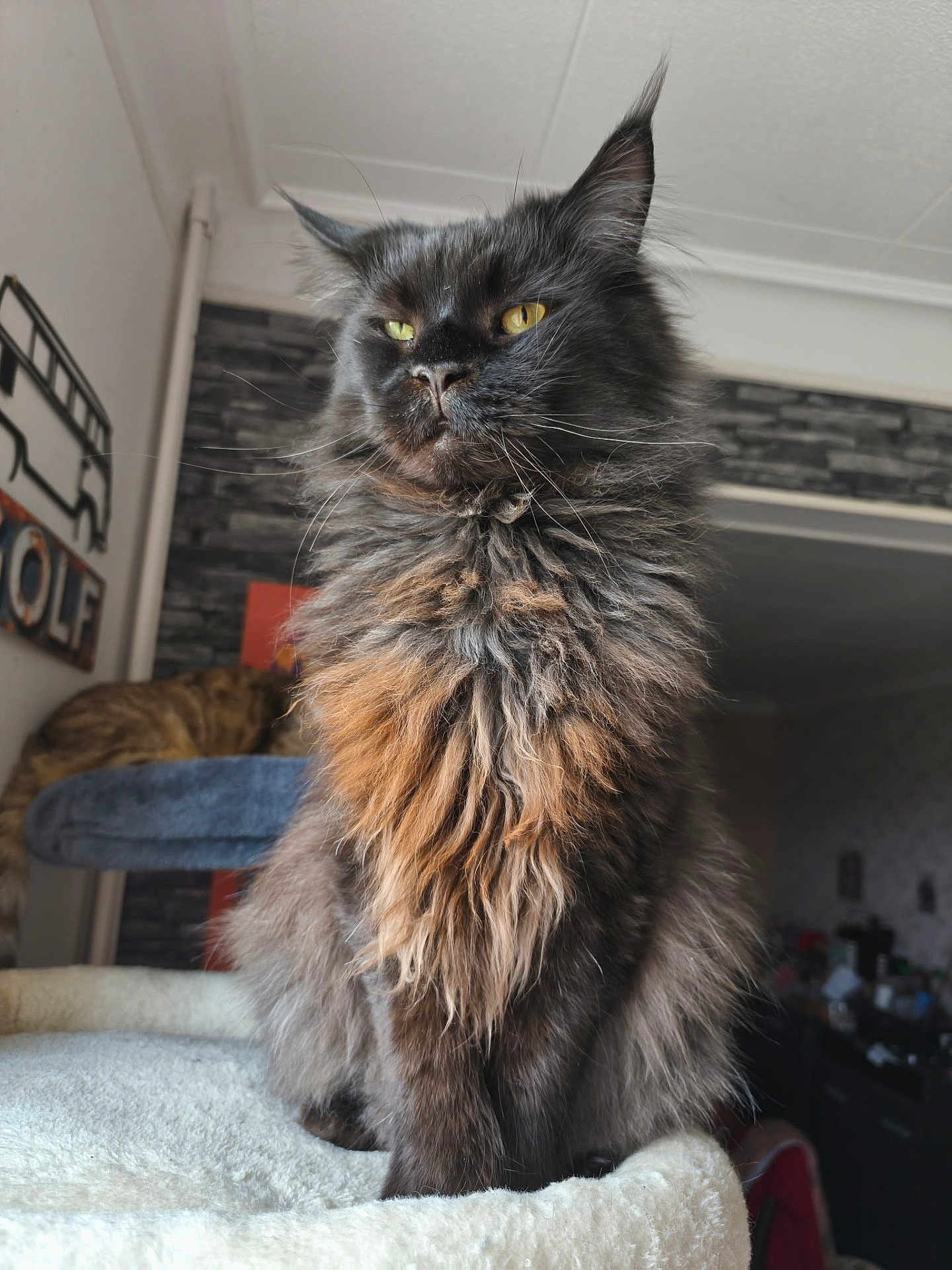 Triskel a rejoint le concours — aidez-le/la à gagner de superbes lots ! cat, maine_coon, long_hair, feline, pet, indoor, portrait, whiskers, yellow_eyes, fluffy_fur, regal, sitting, close_up, cat_tree, home_interior, cozy, fur_texture, ears, muzzle, curious