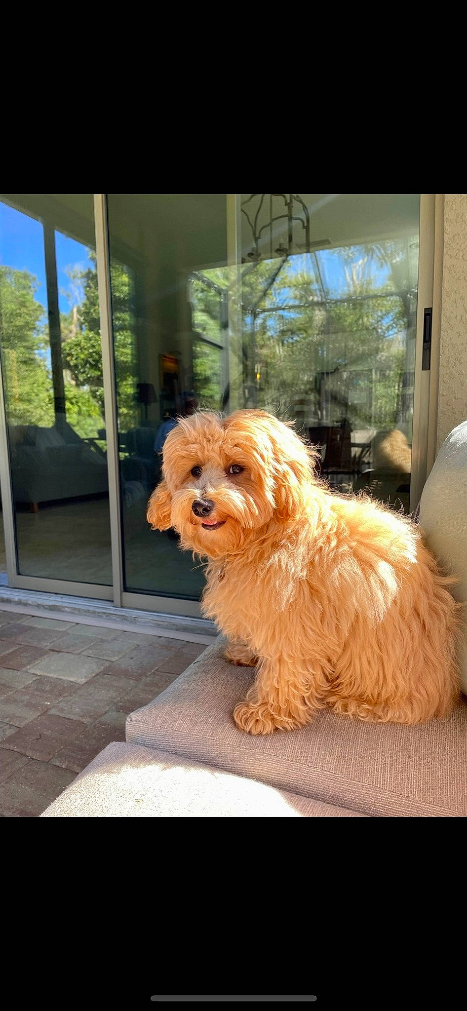 Bradley is registered to the contest to win money with this photo: carnivore, companion_dog, dog, dog_breed, door, flooring, fur, liver, non_sporting_group, road_surface, small_terrier, sporting_group, terrier, toy_dog, tree, water_dog, wood, working_animal, yorkipoo