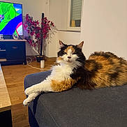 Chanelle participe au concours pour gagner de l'argent avec cette photo : cat, calico_cat, feline, pet, couch, sofa, living_room, wooden_floor, television, cartoon, plant, artificial_plant, window, blinds, crossed_paws, fur, indoor, relaxed, furniture, home