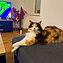 cat, calico_cat, feline, pet, couch, sofa, living_room, wooden_floor, television, cartoon, plant, artificial_plant, window, blinds, crossed_paws, fur, indoor, relaxed, furniture, home