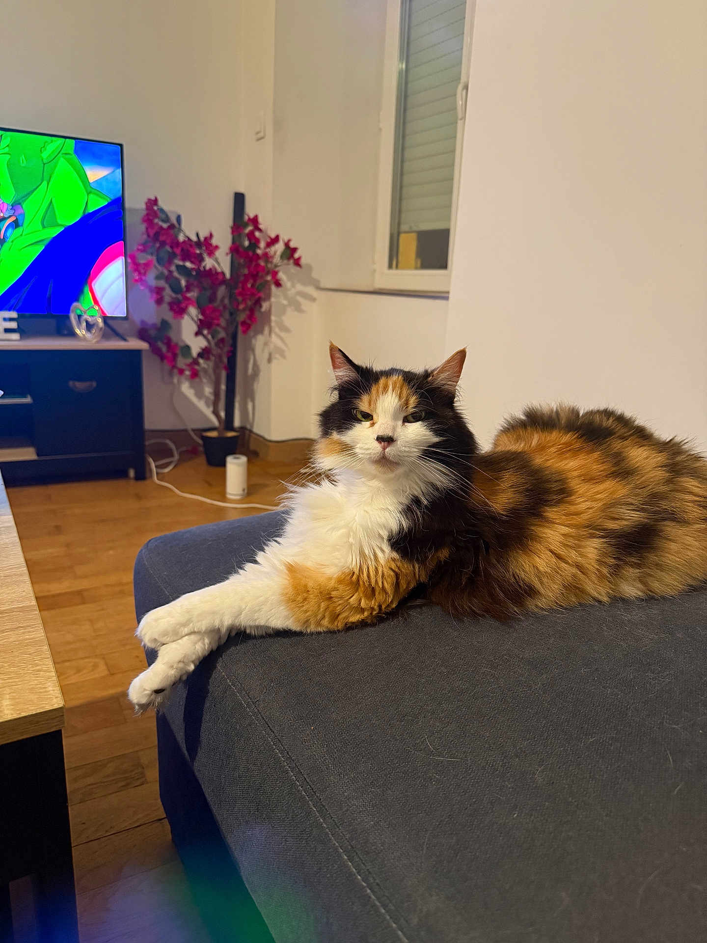 Chanelle participe au concours pour gagner de l'argent avec cette photo : cat, calico_cat, feline, pet, couch, sofa, living_room, wooden_floor, television, cartoon, plant, artificial_plant, window, blinds, crossed_paws, fur, indoor, relaxed, furniture, home