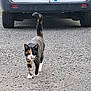 cat, calico, animal, pet, walking, gravel, driveway, car, vehicle, tail_up, outdoor, nature, fur, mammal, whiskers, road, stray, street, sidewalk, curious