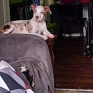 Dakota joined the competition — help win amazing prizes! dog, puppy, white_coat, brown_spots, couch, torn_sofa, blanket, side_table, living_room, hardwood_floor, box, stroller, paws, ears, nose, indoor, pet, relaxed, gaze, household_items