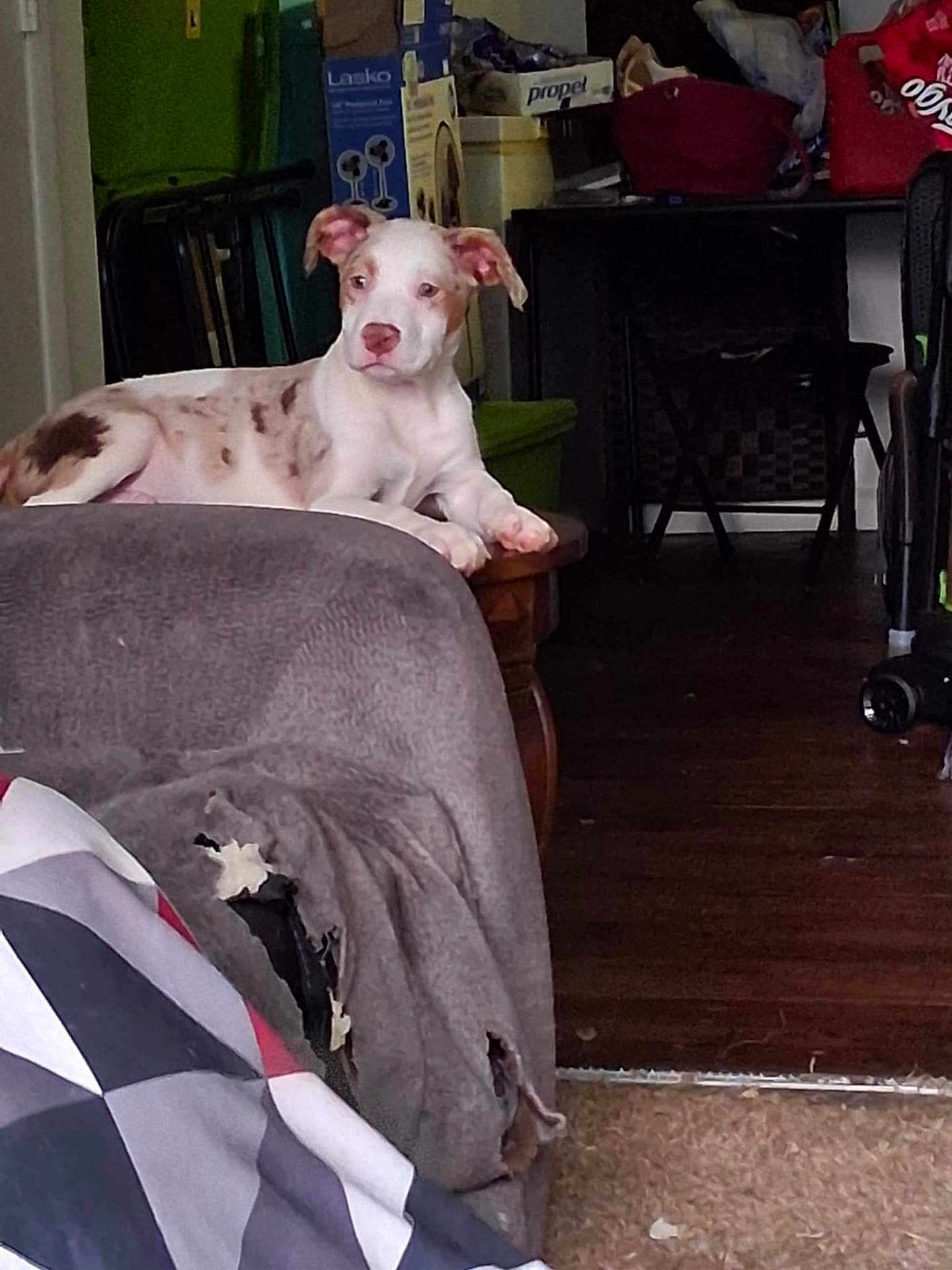 Dakota joined the competition — help win amazing prizes! dog, puppy, white_coat, brown_spots, couch, torn_sofa, blanket, side_table, living_room, hardwood_floor, box, stroller, paws, ears, nose, indoor, pet, relaxed, gaze, household_items