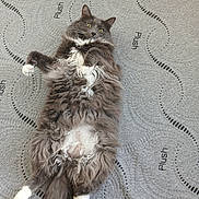 Drangy is registered to the contest to win money with this photo: cat, fluffy_cat, gray_cat, white_paws, belly, lying_on_back, mattress, patterned_mattress, plush_text, indoor, pet, whiskers, tail, paws, long_fur, relaxed, cute, portrait, closeup, green_eyes