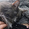 blanket, calm, cat, closeup, comfort, cozy, ear, fluffy, fur, gray, hand, indoors, nap, pet, relaxing, resting, sleeping, soft, texture, whiskers
