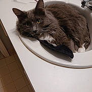 Drangy is registered to the contest to win money with this photo: bathroom, cat, closeup, countertop, curious, cute, domestic_animal, fur, glasses, gray, green_eyes, household, indoor, pet, relaxed, resting, sink, tiled_floor, whiskers, white
