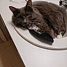 bathroom, cat, closeup, countertop, curious, cute, domestic_animal, fur, glasses, gray, green_eyes, household, indoor, pet, relaxed, resting, sink, tiled_floor, whiskers, white