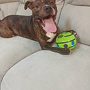 Kenny joined the competition — help win amazing prizes! dog, pet, brindle_dog, tongue_out, green_ball, toy, couch, sofa, indoor, happy, panting, paw, canine, closeup, portrait, upholstery, sitting, playful, home, smiling