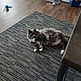 box, carpet, cat, cat_toy, curious, domestic, fluffy_cat, fur, gray_cat, home_decor, indoor, living_room, pet, portrait, relaxed, rug, scratching_post, table_leg, white_paws, wood_floor