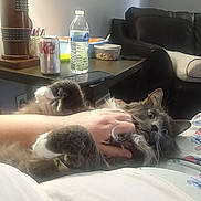 Durango joined the competition — help win amazing prizes! blanket, cat, couch, gray_cat, hand, indoor, lamp, patterned_pajamas, paw, person_hand, pet, phone, pillow, relaxed, side_table, snack_container, soda_can, sofa, water_bottle, whiskers