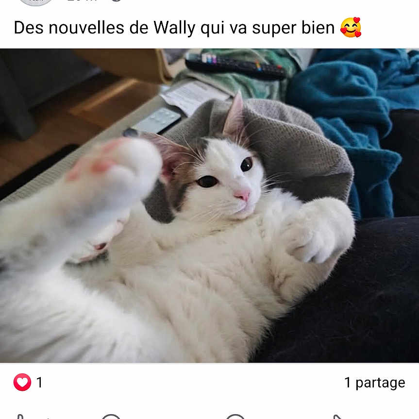 Wally