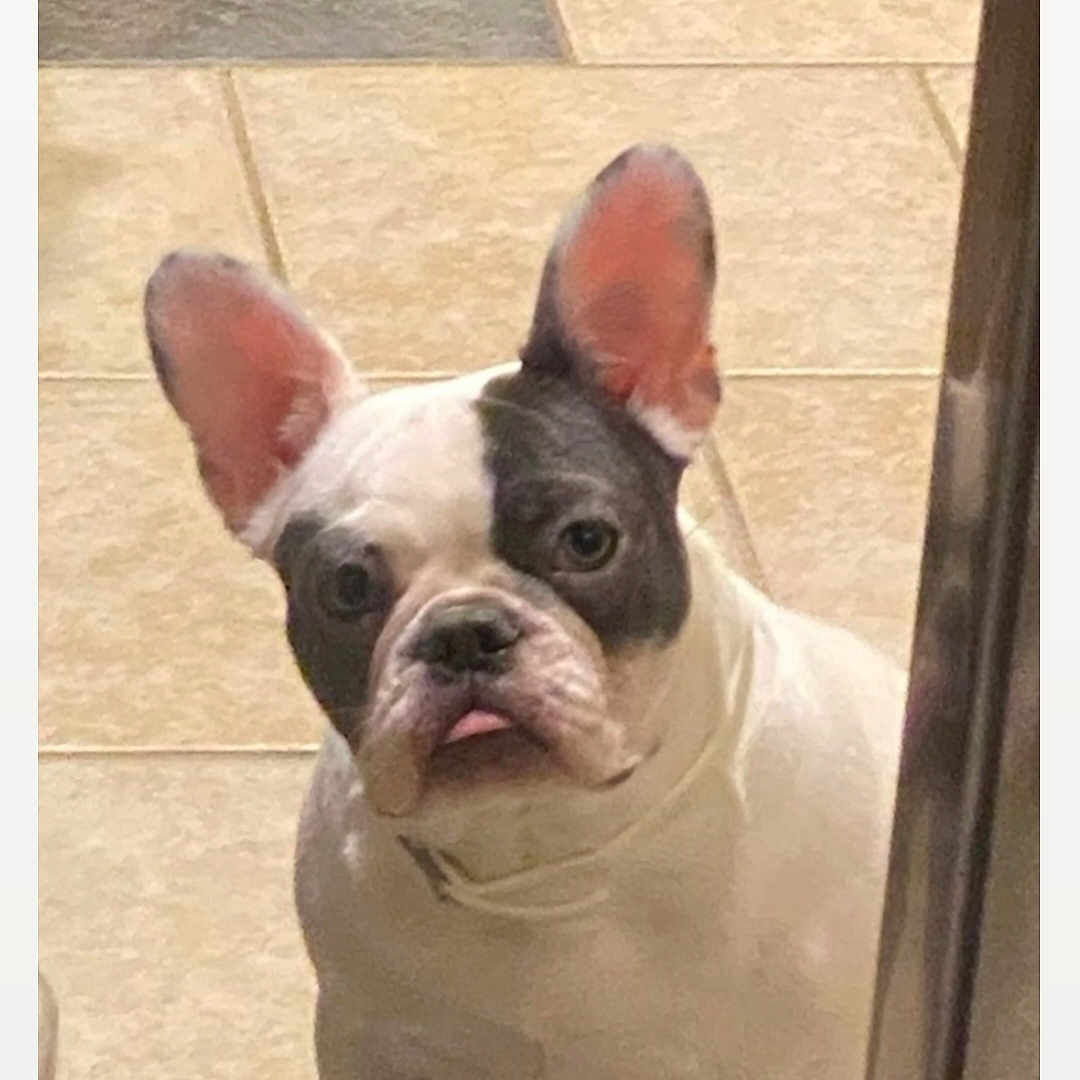 Nala joined the competition — help win amazing prizes! animal, black, companion, cute, dog, domestic, ears, expression, face, floor, french_bulldog, indoor, looking, mammal, pet, portrait, small, tile, tongue, white