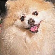 Fez is registered to the contest to win money with this photo: dog, pomeranian, fluffy, smiling, tongue_out, pet, cute, animal, face, fur, small_dog, happy, indoors, close_up, adorable, friendly, canine, mammal, portrait, domestic_animal
