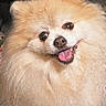 dog, pomeranian, fluffy, smiling, tongue_out, pet, cute, animal, face, fur, small_dog, happy, indoors, close_up, adorable, friendly, canine, mammal, portrait, domestic_animal