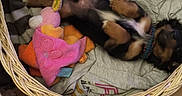Barney a rejoint le concours — aidez-le/la à gagner de superbes lots ! puppy, dog, tricolor, sleeping, lying_down, belly_up, wicker_basket, blanket, plush_toy, chew_toy, pet_bed, cozy, indoor, home, bedding, brown, black, tan, cute, photography