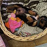 puppy, dog, tricolor, sleeping, lying_down, belly_up, wicker_basket, blanket, plush_toy, chew_toy, pet_bed, cozy, indoor, home, bedding, brown, black, tan, cute, photography