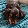 Barney participe au concours pour gagner de l'argent avec cette photo : puppy, dog, black_and_tan, fluffy, lying_down, blanket, turquoise, indoor, pet, animal, close_up, portrait, brown_eyes, black_fur, tan_markings, cute, cozy, soft_texture, resting, adorable