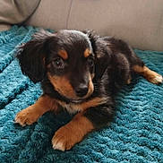 Barney participe au concours pour gagner de l'argent avec cette photo : puppy, dog, black_and_tan, fluffy, lying_down, blanket, teal, indoor, cute, pet, animal, portrait, close_up, brown_eyes, black_fur, tan_markings, floppy_ears, paws, cozy, couch