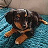 puppy, dog, black_and_tan, fluffy, lying_down, blanket, teal, indoor, cute, pet, animal, portrait, close_up, brown_eyes, black_fur, tan_markings, floppy_ears, paws, cozy, couch