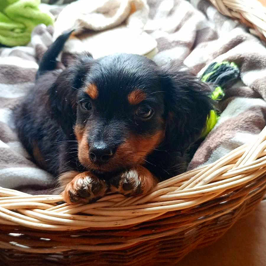 Barney a rejoint le concours — aidez-le/la à gagner de superbes lots ! puppy, dog, black_and_tan, wicker_basket, blanket, indoor, pet, animal, portrait, lying_down, paws, floppy_ears, brown_markings, black_fur, cozy, home, basket, toy, close_up, cute