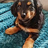 Barney participe au concours pour gagner de l'argent avec cette photo : puppy, dog, black_and_tan, small_dog, floppy_ears, brown_eyes, paws, fur, pet, cute, adorable, portrait, close_up, indoor, blanket, turquoise_blanket, couch, lying_down, animal, companionship