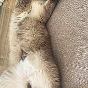 Taiko a rejoint le concours — aidez-le/la à gagner de superbes lots ! cat, fluffy, lying_down, paw_covering_face, beige_couch, indoor, relaxed, pet, feline, cozy, soft_fur, playful, domestic_animal, resting, cute, whiskers, tail, four_legs, animal, home