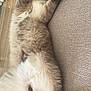 cat, fluffy, lying_down, paw_covering_face, beige_couch, indoor, relaxed, pet, feline, cozy, soft_fur, playful, domestic_animal, resting, cute, whiskers, tail, four_legs, animal, home