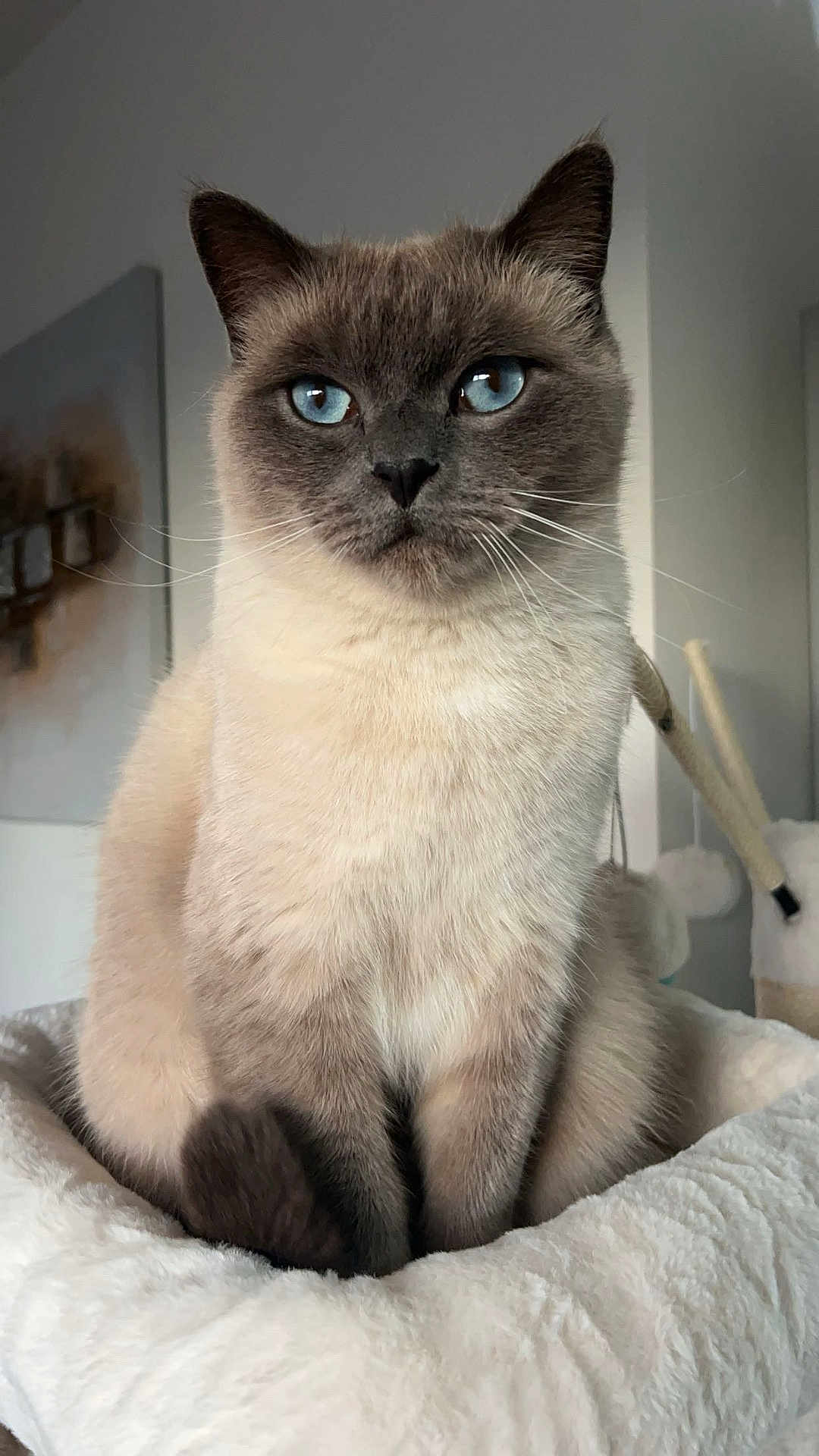 Taiko a rejoint le concours — aidez-le/la à gagner de superbes lots ! cat, siamese, blue_eyes, pet, feline, indoor, fluffy, sitting, animal, whiskers, cute, domestic, fur, portrait, cozy, bed, relaxed, close_up, face, ears