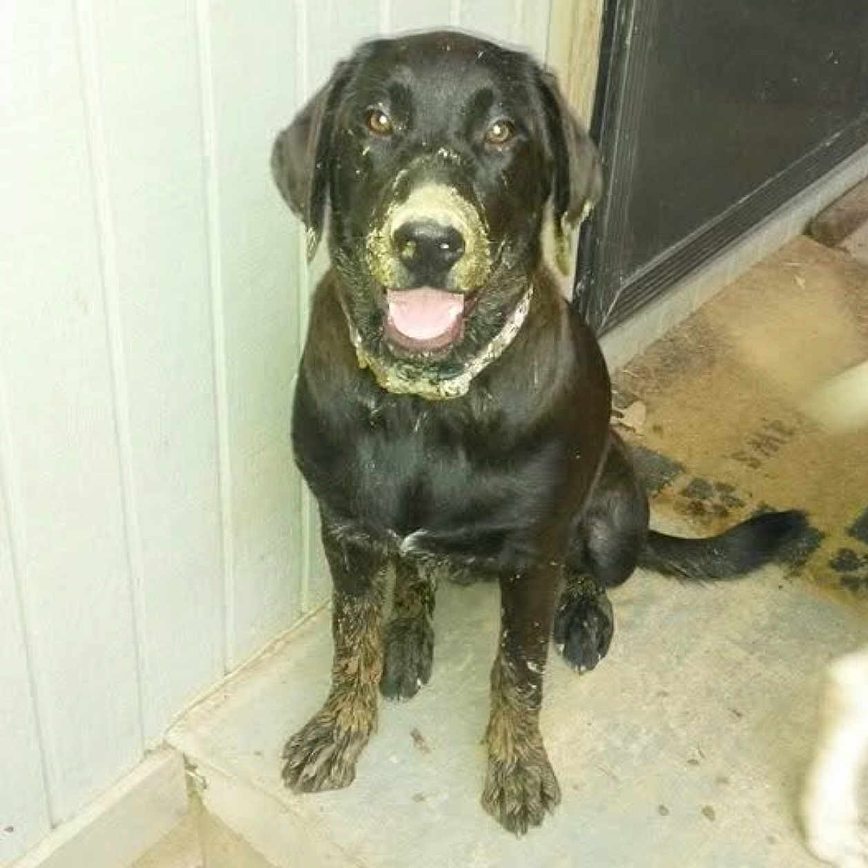 Kaycee joined the competition — help win amazing prizes! animal, canine, cockerspaniel, dog, door, greatdane, hound, labradorretriever, pet, pointer, puppy