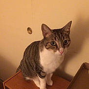 Berlioz is registered to the contest to win money with this photo: cat, tabby_cat, indoor, wooden_surface, cardboard_box, feline, pet, curious, green_eyes, sitting, domestic_animal, striped_fur, whiskers, ears, nose, paws, wall, shadow, household, closeup