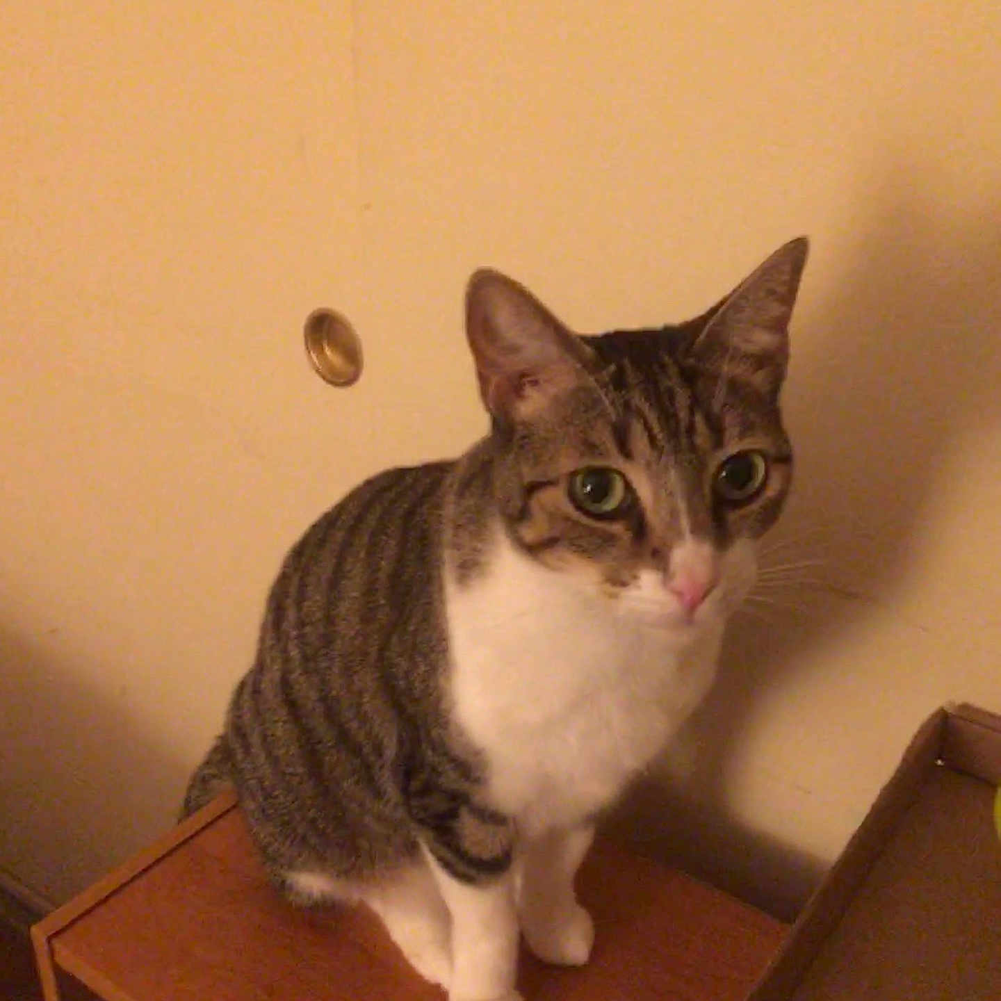 Berlioz is registered to the contest to win money with this photo: cardboard_box, cat, closeup, curious, domestic_animal, ears, feline, green_eyes, household, indoor, nose, paws, pet, shadow, sitting, striped_fur, tabby_cat, wall, whiskers, wooden_surface