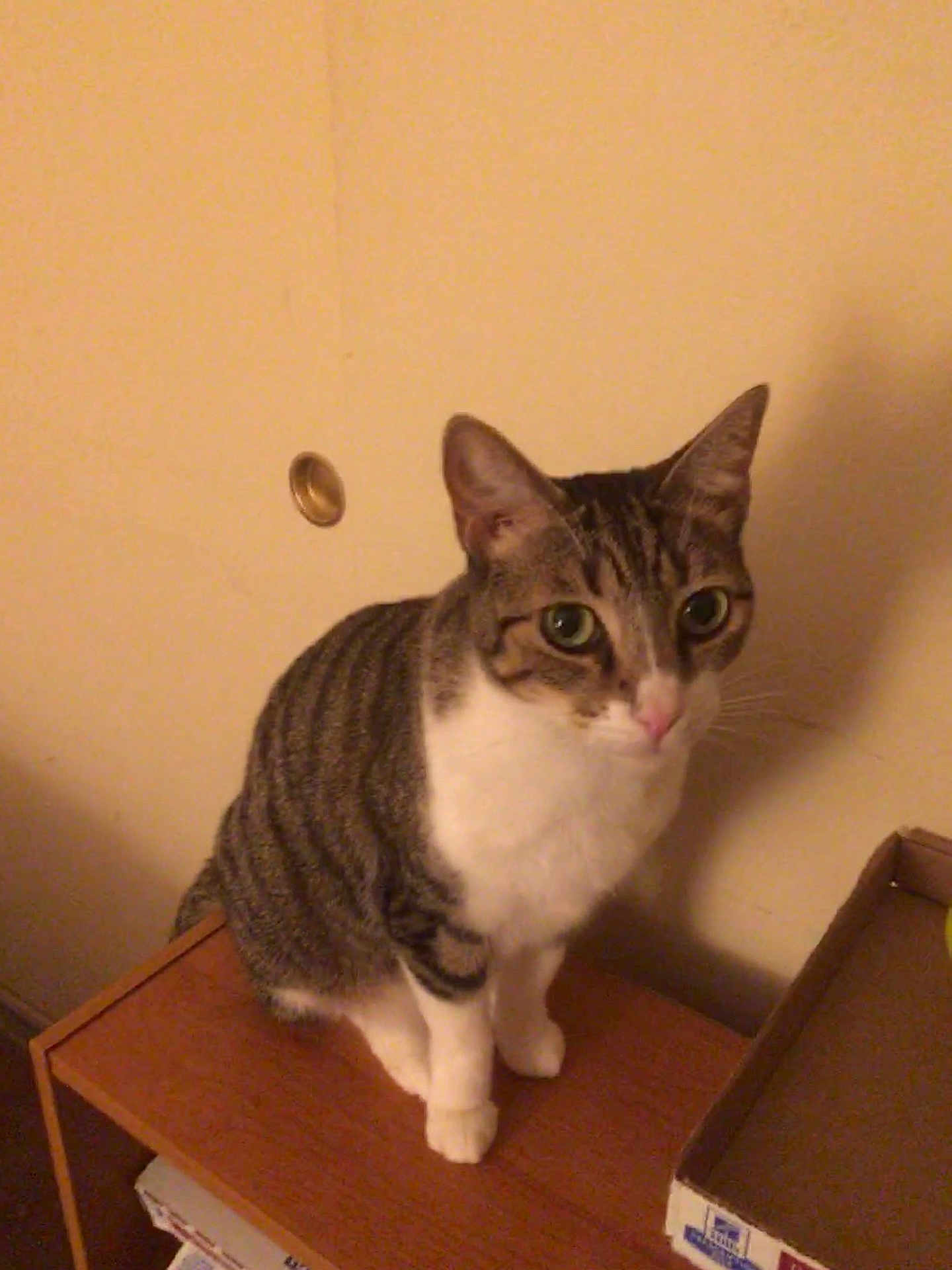 Berlioz is registered to the contest to win money with this photo: cat, tabby_cat, indoor, wooden_surface, cardboard_box, feline, pet, curious, green_eyes, sitting, domestic_animal, striped_fur, whiskers, ears, nose, paws, wall, shadow, household, closeup