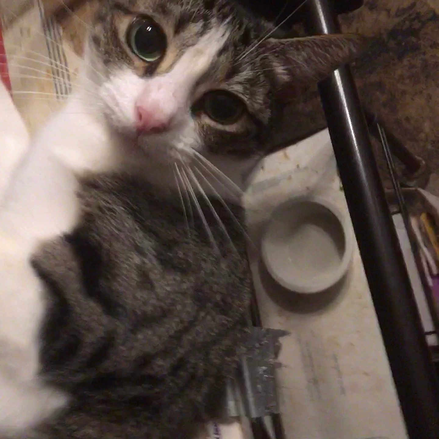 O Malley is registered to the contest to win money with this photo: animal, cat, close, closeup, clutter, curious, domestic, eyes, face, fur, household, indoor, looking, mammal, metal_frame, papers, pet, portrait, tabby, whiskers