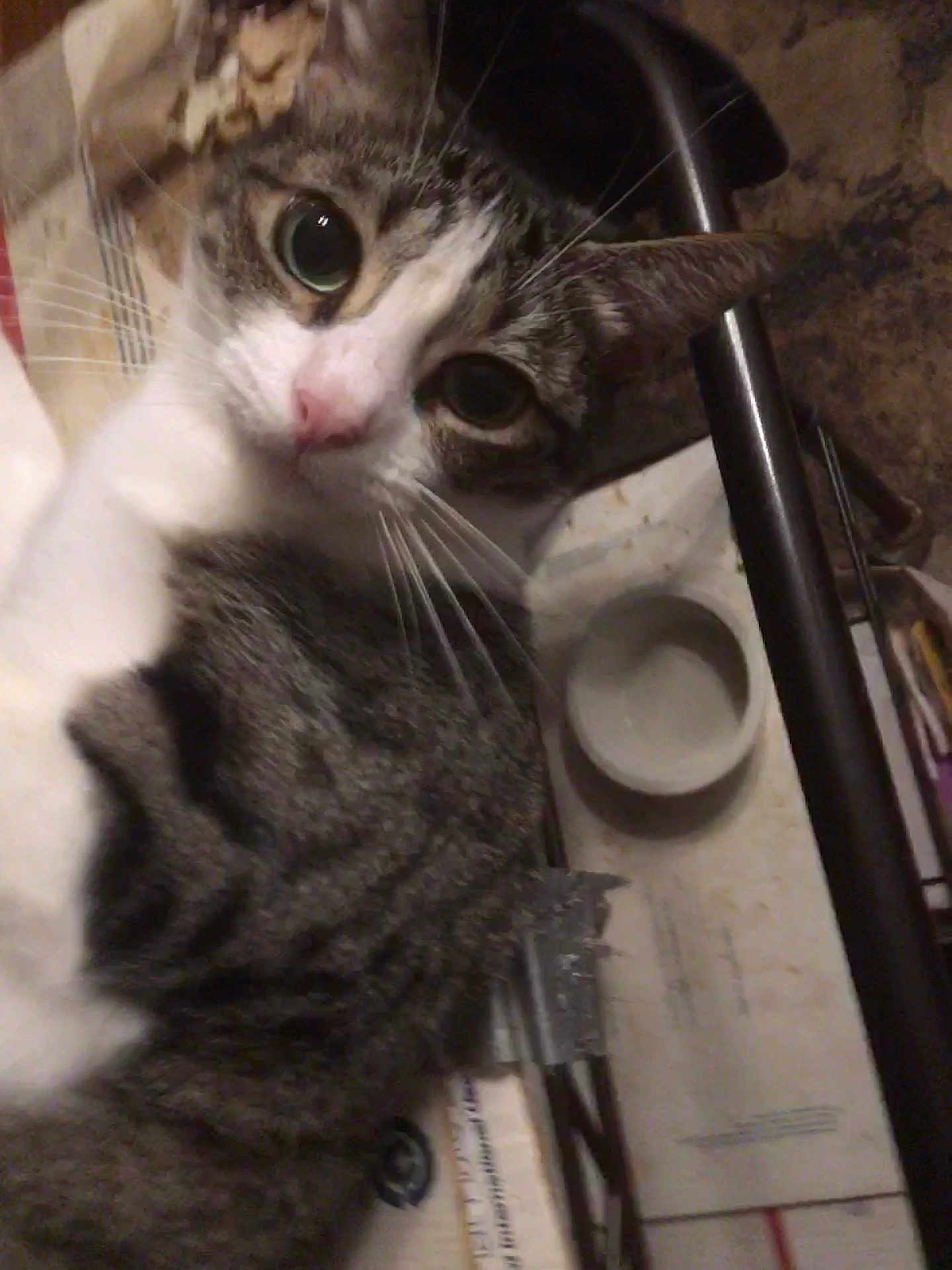 O Malley is registered to the contest to win money with this photo: cat, tabby, curious, closeup, indoor, animal, pet, whiskers, fur, eyes, face, clutter, papers, metal_frame, household, domestic, mammal, looking, close, portrait