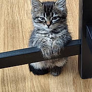 Lilou participe au concours pour gagner de l'argent avec cette photo : animal, cat, chair, cute, domestic, ears, expression, feline, floor, fur, indoor, kitten, leaning, paw, pet, small, tabby, whiskers, wooden_floor, young