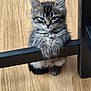 animal, cat, chair, cute, domestic, ears, expression, feline, floor, fur, indoor, kitten, leaning, paw, pet, small, tabby, whiskers, wooden_floor, young