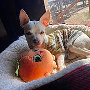 Canelo joined the competition — help win amazing prizes! dog, puppy, small_dog, sweater, plush_toy, stuffed_animal, bed, blanket, sunlight, indoor, cozy, cute, resting, pet, animal, fur, ears, nose, comfort, relaxation