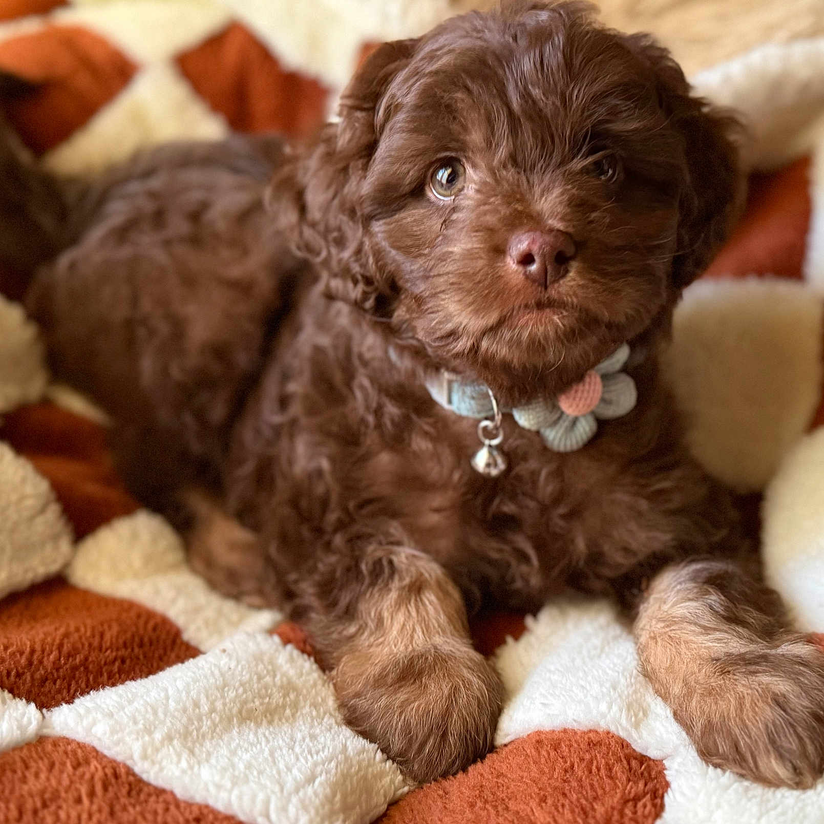 Milo joined the competition — help win amazing prizes! animal, blanket, brown, closeup, collar, cozy, cute, dog, flower_collar, fluffy, fur, indoor, lying_down, paw, pet, portrait, puppy, resting, soft, young