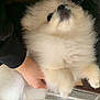 dog, puppy, pomeranian, fluffy, white, pet, animal, cute, fur, hand, person, indoor, carpet, striped_carpet, holding, small_dog, companion, adorable, domestic_animal, young_dog