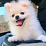 Hanni is registered to the contest to win money with this photo: dog, puppy, pomeranian, white_fur, fluffy, tongue_out, cute, pet, animal, ears, car_interior, joyful, happy, closeup, small_dog, adorable, smiling, fur, companion, domestic_animal