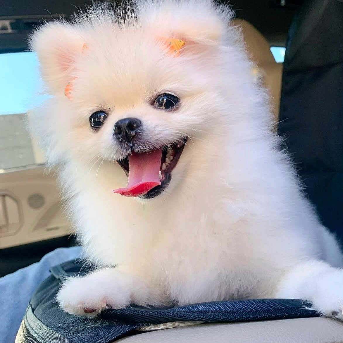 Hanni is registered to the contest to win money with this photo: adorable, animal, car_interior, closeup, companion, cute, dog, domestic_animal, ears, fluffy, fur, happy, joyful, pet, pomeranian, puppy, small_dog, smiling, tongue_out, white_fur