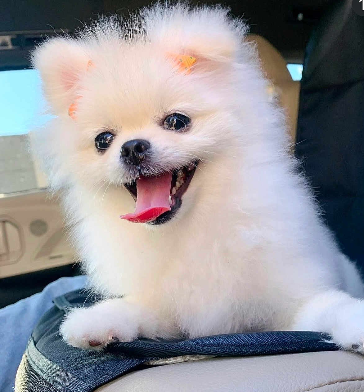 Hanni is registered to the contest to win money with this photo: dog, puppy, pomeranian, white_fur, fluffy, tongue_out, cute, pet, animal, ears, car_interior, joyful, happy, closeup, small_dog, adorable, smiling, fur, companion, domestic_animal